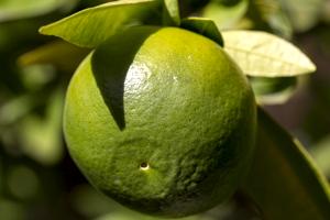Green Tangerine