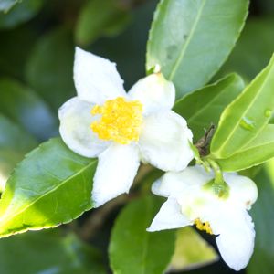 Té verde Flower