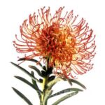 Grevillea