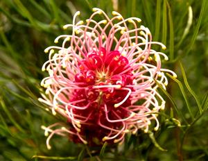 Grevillea