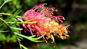 Grevillea