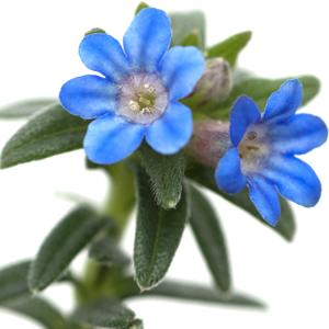 Gromwell