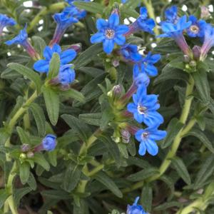 Gromwell