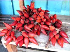 Guinea Pepper