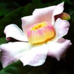 Gustavia Flower