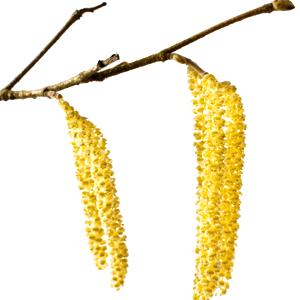 Hazel Bloosom