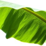 Hoja de plátano