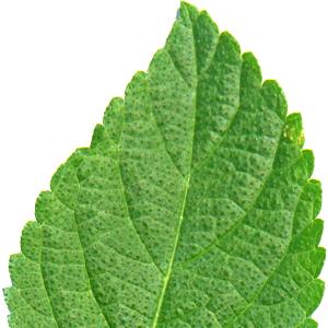 Hojas de lantana
