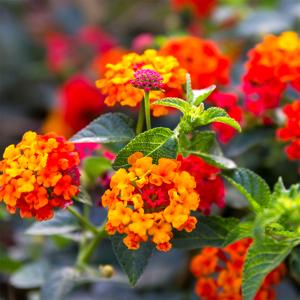 Hojas de lantana