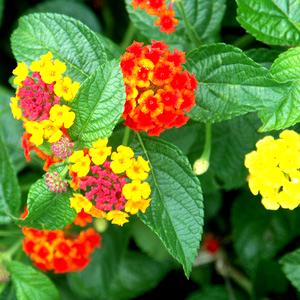 Hojas de lantana