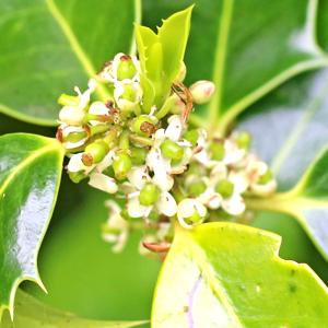 Holly Flower