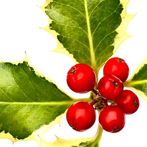 Holly Flower