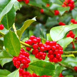 Holly Flower