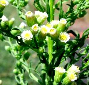 Horseweed