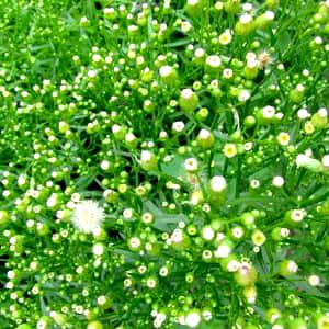 Horseweed