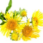 Inula