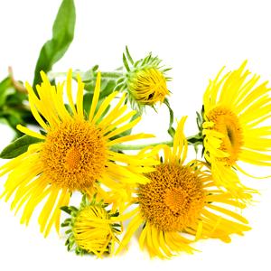 Inula