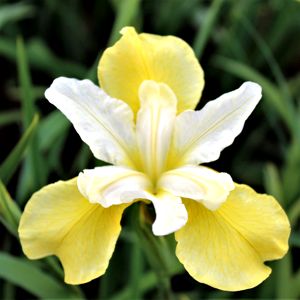 Iris Butter