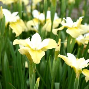 Iris Butter