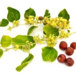Jujube Blossom