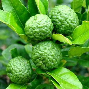 Kaffir Lime