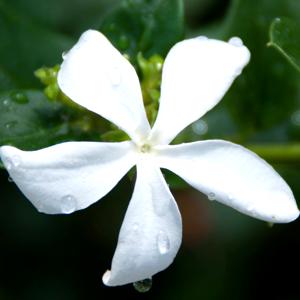 Carisa (ciruelo de Natal)