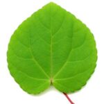 Hoja de Katsura