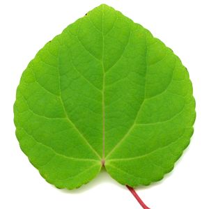Hoja de Katsura
