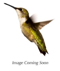 Hot Tension Ardent Vanilla Kookai