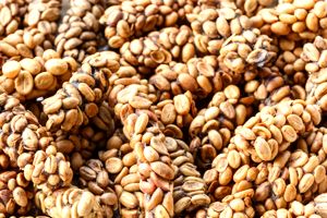 Kopi Luwak Coffee