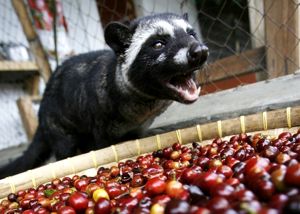 Kopi Luwak Coffee