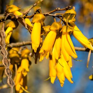 Kowhai