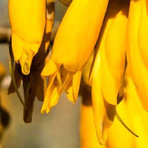 Kowhai