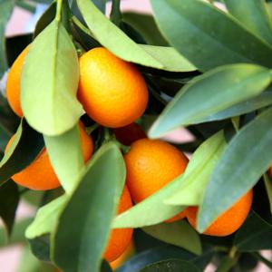 Kumquat (naranja enana)
