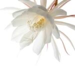 Señora de la noche Flower