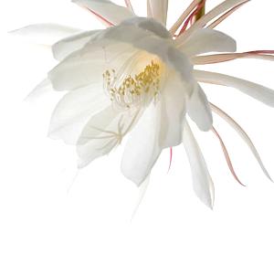 Señora de la noche Flower
