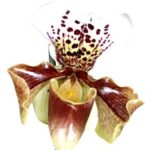 Orquídea de la zapatilla de la señora