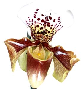 Orquídea de la zapatilla de la señora
