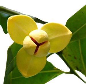 Lamduan Flower
