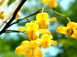 Lamduan Flower