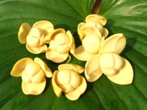 Lamduan Flower