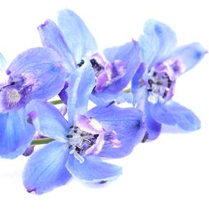 Espuela de caballero