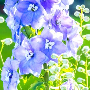 Larkspur