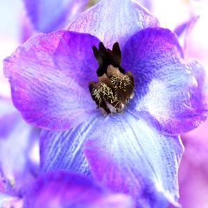 Larkspur