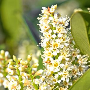 Flor de laurel