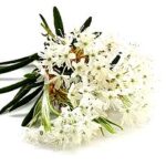 Ledum