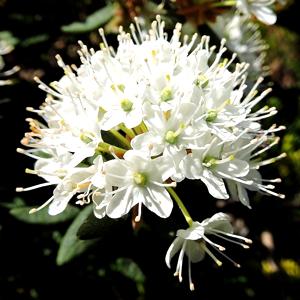 Ledum