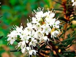 Ledum