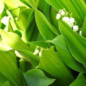 Hojas de lirio del valle