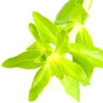 Limnophila aromatica